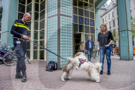 FEATURE - Tröstehunde im Einsatz für die Rotterdamer Polizei