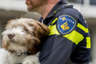 FEATURE - Tröstehunde im Einsatz für die Rotterdamer Polizei