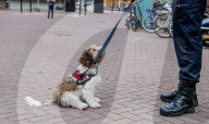FEATURE - Tröstehunde im Einsatz für die Rotterdamer Polizei