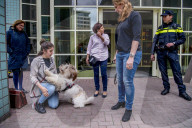 FEATURE - Tröstehunde im Einsatz für die Rotterdamer Polizei