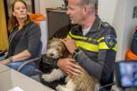 FEATURE - Tröstehunde im Einsatz für die Rotterdamer Polizei