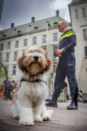 FEATURE - Tröstehunde im Einsatz für die Rotterdamer Polizei
