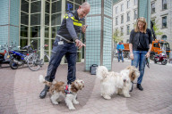 FEATURE - Tröstehunde im Einsatz für die Rotterdamer Polizei