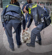 FEATURE - Tröstehunde im Einsatz für die Rotterdamer Polizei