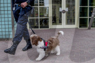 FEATURE - Tröstehunde im Einsatz für die Rotterdamer Polizei