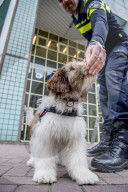 FEATURE - Tröstehunde im Einsatz für die Rotterdamer Polizei