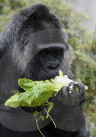 FEATURE - Berlin: Europas ältester Gorilla feiert 60. Geburtstag