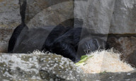 FEATURE - Berlin: Europas ältester Gorilla feiert 60. Geburtstag