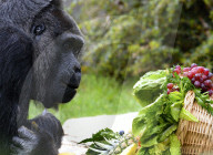 FEATURE - Berlin: Europas ältester Gorilla feiert 60. Geburtstag