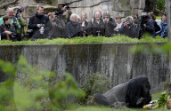 FEATURE - Berlin: Europas ältester Gorilla feiert 60. Geburtstag