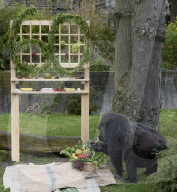 FEATURE - Berlin: Europas ältester Gorilla feiert 60. Geburtstag
