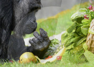 FEATURE - Berlin: Europas ältester Gorilla feiert 60. Geburtstag