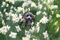 FEATURE - Ein Cockapoo geniesst den Frühling