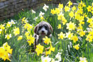 FEATURE - Ein Cockapoo geniesst den Frühling