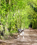 FEATURE - Ein Cockapoo geniesst den Frühling