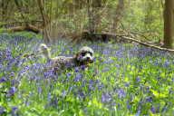FEATURE - Ein Cockapoo geniesst den Frühling