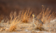 A Sharp-tailed Grouse in the Prairie Pothole Region Mating Season Begins