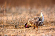 A Sharp-tailed Grouse in the Prairie Pothole Region Mating Season Begins