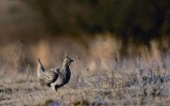 A Sharp-tailed Grouse in the Prairie Pothole Region Mating Season Begins