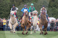 FEATURE - Kamelrennen in Norfolk
