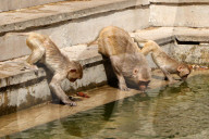 FEATURE - Makaken nehmen ein kÃ¼hles Bad im Galta ji Tempel in Jaipur