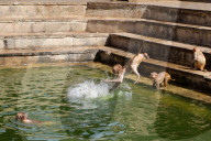 FEATURE - Makaken nehmen ein kÃ¼hles Bad im Galta ji Tempel in Jaipur