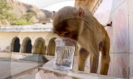 FEATURE - Makaken nehmen ein kÃ¼hles Bad im Galta ji Tempel in Jaipur