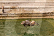 FEATURE - Makaken nehmen ein kÃ¼hles Bad im Galta ji Tempel in Jaipur