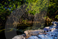 REPORTAGE - Impressionen von der Kleinen Antillen-Insel Aruba