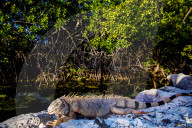 REPORTAGE - Impressionen von der Kleinen Antillen-Insel Aruba