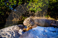 REPORTAGE - Impressionen von der Kleinen Antillen-Insel Aruba