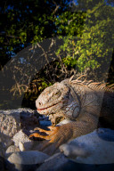 REPORTAGE - Impressionen von der Kleinen Antillen-Insel Aruba