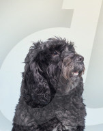 FEATURE - Alma Haser rückt Hunde ins rechte Licht in Hampstead