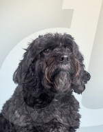 FEATURE - Alma Haser rückt Hunde ins rechte Licht in Hampstead