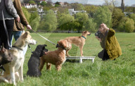 FEATURE - Alma Haser rückt Hunde ins rechte Licht in Hampstead
