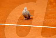 NEWS - Tennis: Eine Taube auf dem Court am Monte Carlo Masters