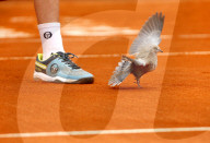 NEWS - Tennis: Eine Taube auf dem Court am Monte Carlo Masters