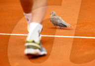 NEWS - Tennis: Eine Taube auf dem Court am Monte Carlo Masters