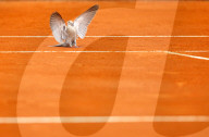 NEWS - Tennis: Eine Taube auf dem Court am Monte Carlo Masters