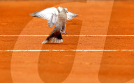 NEWS - Tennis: Eine Taube auf dem Court am Monte Carlo Masters