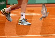 NEWS - Tennis: Eine Taube auf dem Court am Monte Carlo Masters