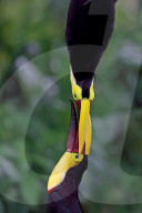 FEATURE - Verschnabelt - Zwei Tucan-Männchen kämpfen um die Liebe