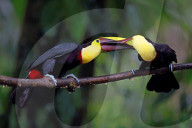 FEATURE - Verschnabelt - Zwei Tucan-Männchen kämpfen um die Liebe