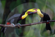 FEATURE - Verschnabelt - Zwei Tucan-Männchen kämpfen um die Liebe