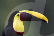 FEATURE - Verschnabelt - Zwei Tucan-Männchen kämpfen um die Liebe