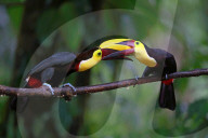 FEATURE - Verschnabelt - Zwei Tucan-Männchen kämpfen um die Liebe