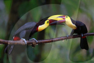 FEATURE - Verschnabelt - Zwei Tucan-Männchen kämpfen um die Liebe