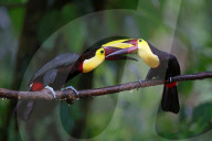 FEATURE - Verschnabelt - Zwei Tucan-Männchen kämpfen um die Liebe
