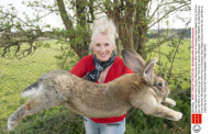 Annette Edwards From Stoulton Worcestershire Who Has A Champion Giant Rabbit Darius And His Son Jeff Who Is Catching Up Fast. Picture By Damien Mcfadden: 07968 308252.