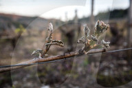 NEWS - Kälte-Einbruch in Europa: Weinreben werden mit Feuer vor Frost geschützt